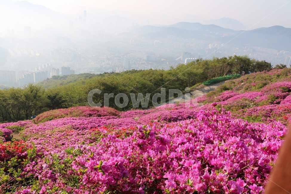 꽃,산정상,꽃밭,분홍,신비,자연,풍경,nature,landscape