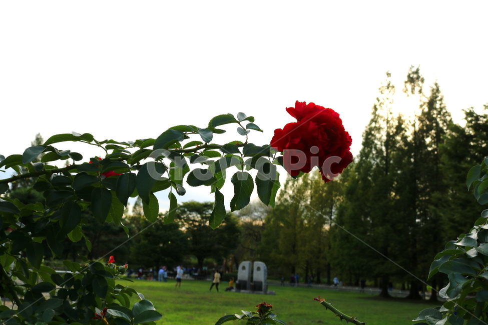 장미,꽃,장미꽃,식물,덩굴식물,붉은장미,자뎅드프랑스,자연,식물,자연,plants,nature,꽃,flower