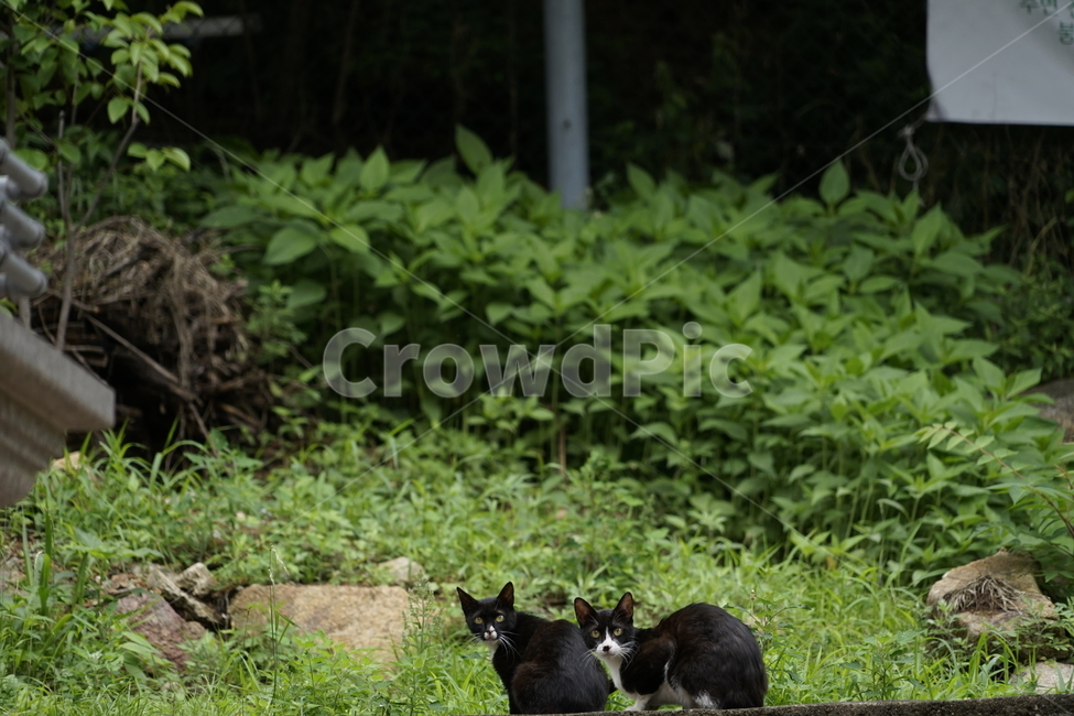 고양이,동물,포유류,길냥이,cat,animal,pet,동물,animal,포유류,mammal,고양이,cat,kitten,kitty