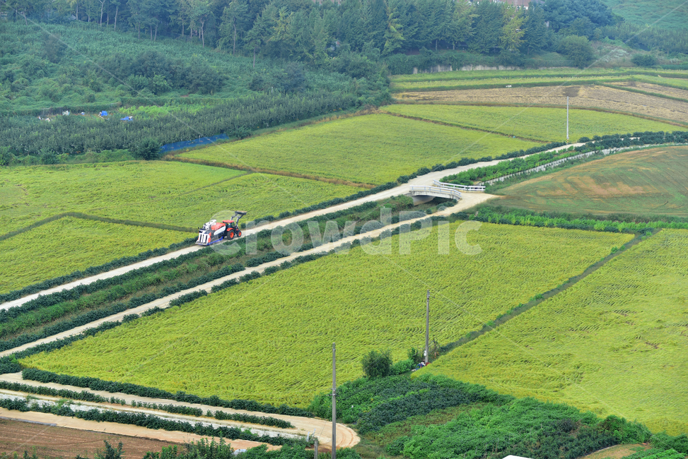 벼,벼농사,농촌,논,논농사,농로,농촌길,트랙터,콤바인,바인더,village,rice,field,farming,시골,마을,풍경,landscape,country,rural,town,산업,industry,industrial,농업,농사,agriculture,farming,farming industry
