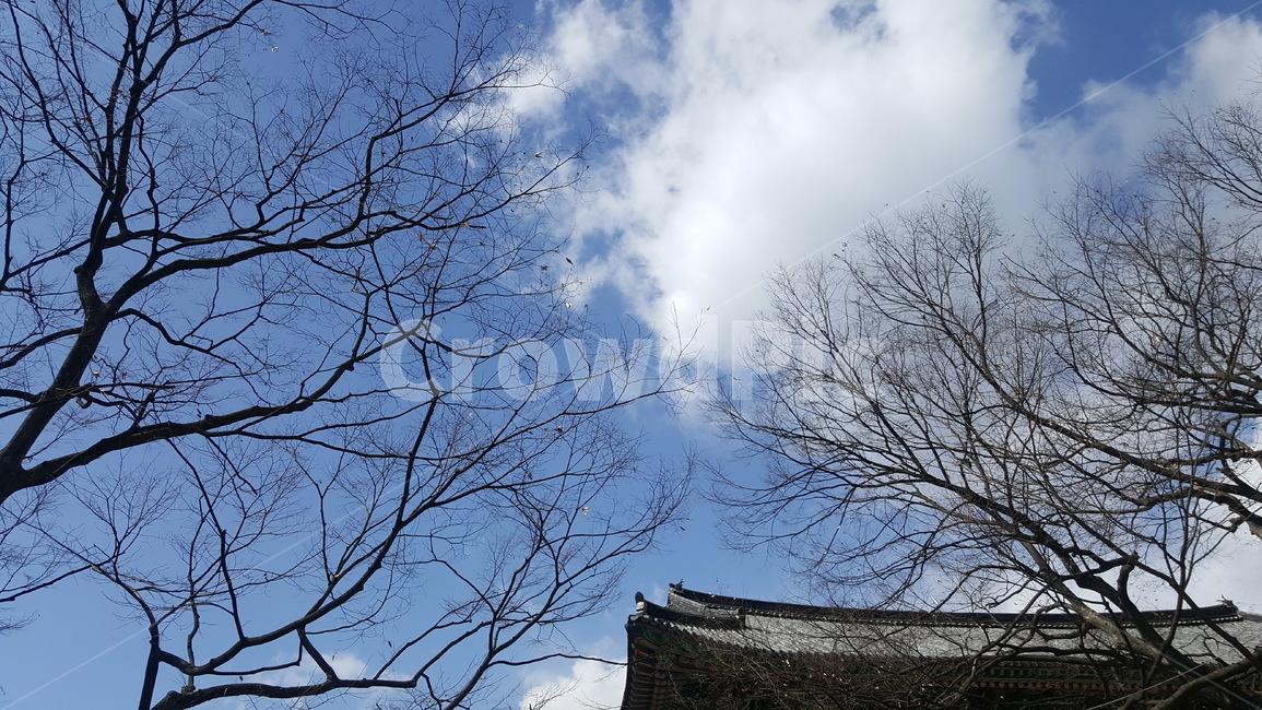 하늘,구름,파랑,배경,자연,봄하늘,나무가지,나무,하늘배경,배경사진