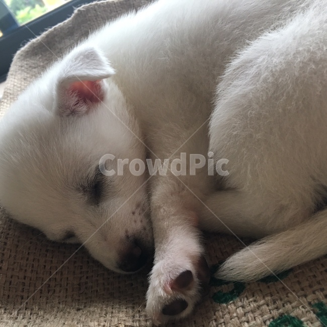 강아지,댕댱이,dog,puppy,귀여움,아기강아지,백구,흰강아지,믹스견,잠,취침,잡종,사랑스러움,cute,lovely,whitedog,애완견,pet,동물,animal,포유류,mammal,개,강아지,dog,doggy