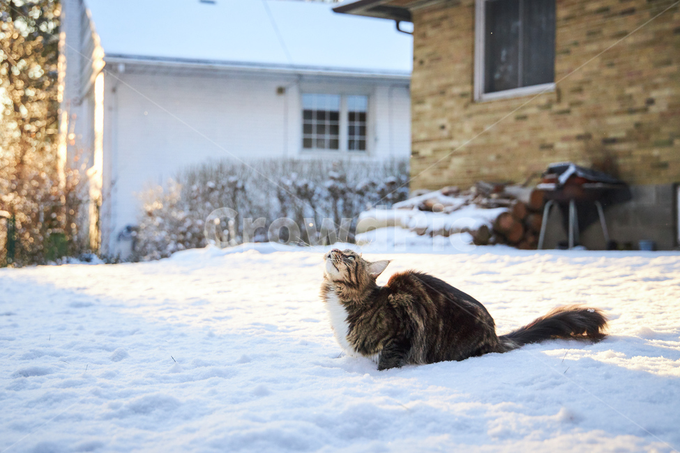 동물,animal,고양이,cat,kitten,포유류,애완동물,반려동물,애완묘,메인쿤,mainecoon,pet,눈,캐나다,캐나다겨울,겨울,계절,winter,season,동물,animal,포유류,mammal,고양이,cat,kitten,kitty