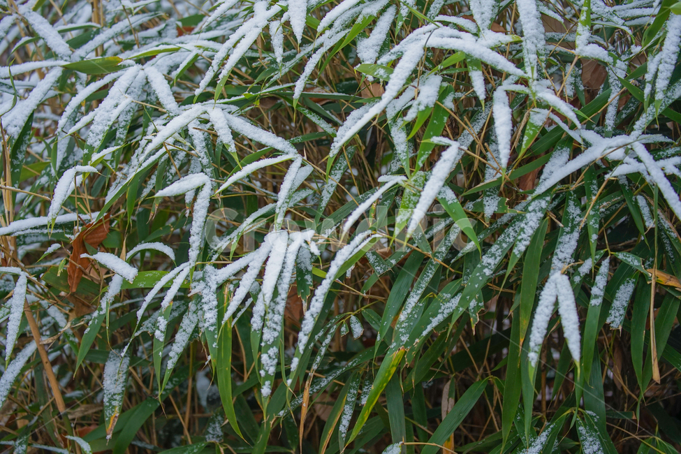 겨울,첫눈,눈,나뭇잎,잎,잎새,감성,계절,겨울,계절,winter,season