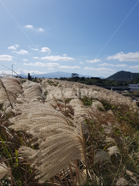 억새,억새밭,닭머르,제주,제주도,바다