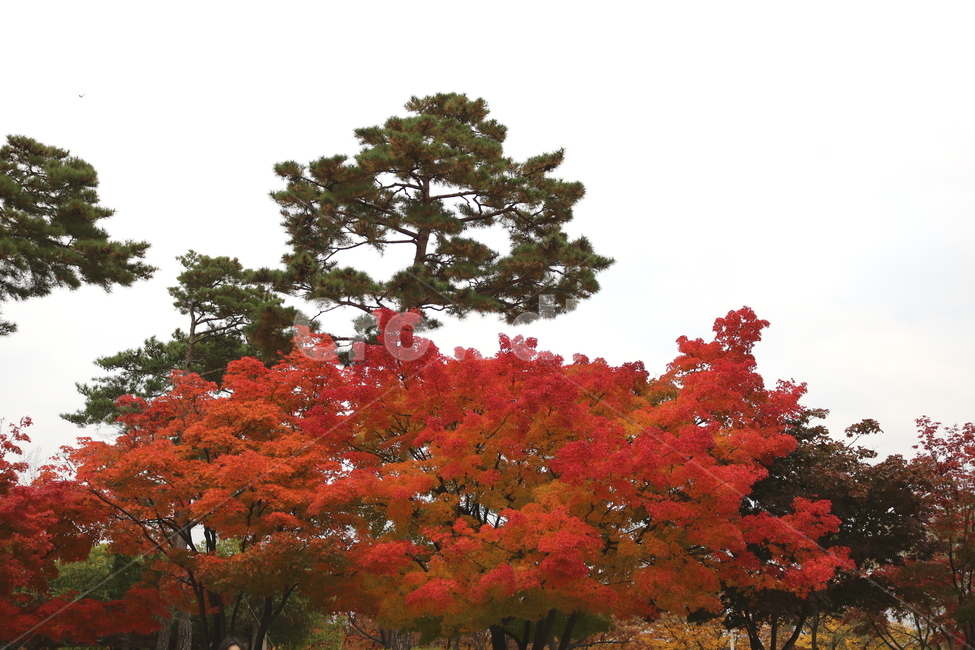 나무,단풍,단풍나무,식물,가을,자연,가을,계절,fall,autumn,season,자연,풍경,nature,landscape,tree,plant,maple,leaf,잎