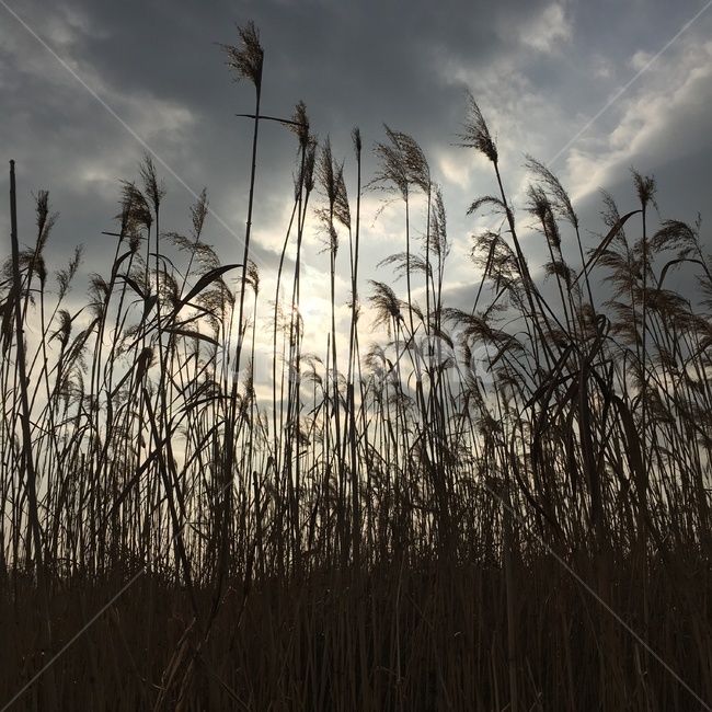 grass,reed,갈대,plant,식물,lawn,잔디,가을,가을,계절,fall,autumn,season