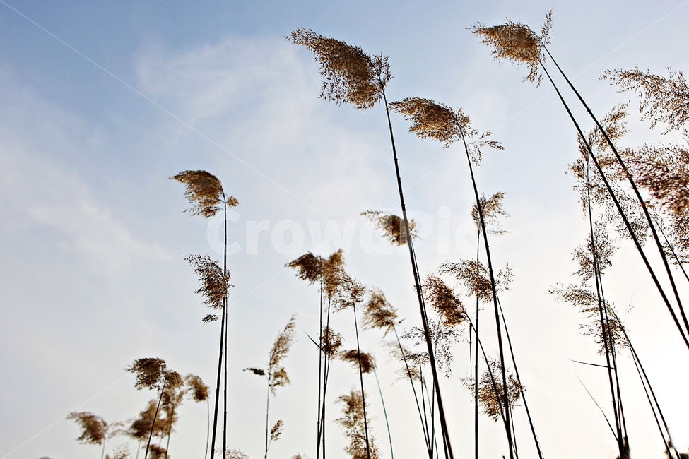 갈대,식물,자연,풍경,배경,풍광,하늘,가을,계절,fall,autumn,season,자연,풍경,nature,landscape,grass,잔디,plant,lawn,reed