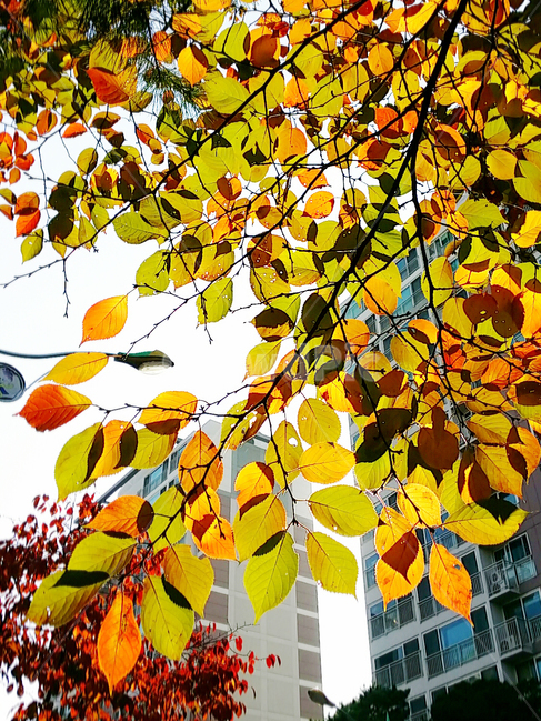 단풍,가을,하늘,단풍잎,가지,나뭇가지,아파트,햇살,plant,식물,leaf,잎,가을,계절,fall,autumn,season,나무,trees,wood