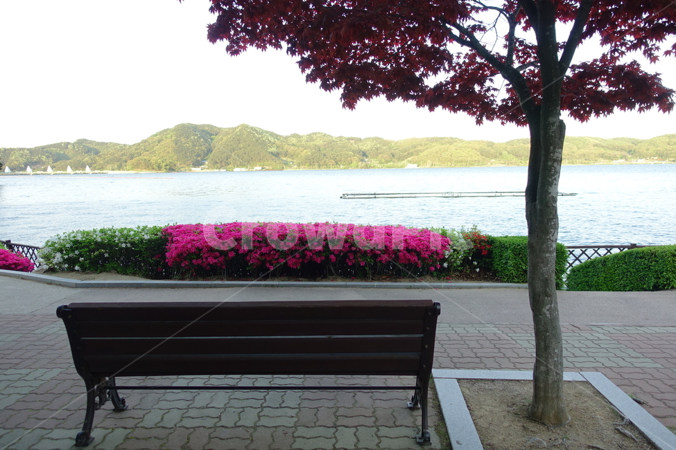 강변,벤치,나무,산책로,공원