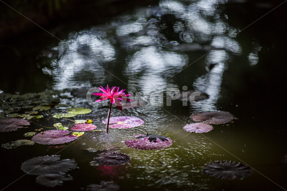 궁남지,연,부여,비,연꽃,식물,자연,plants,nature,꽃,flower