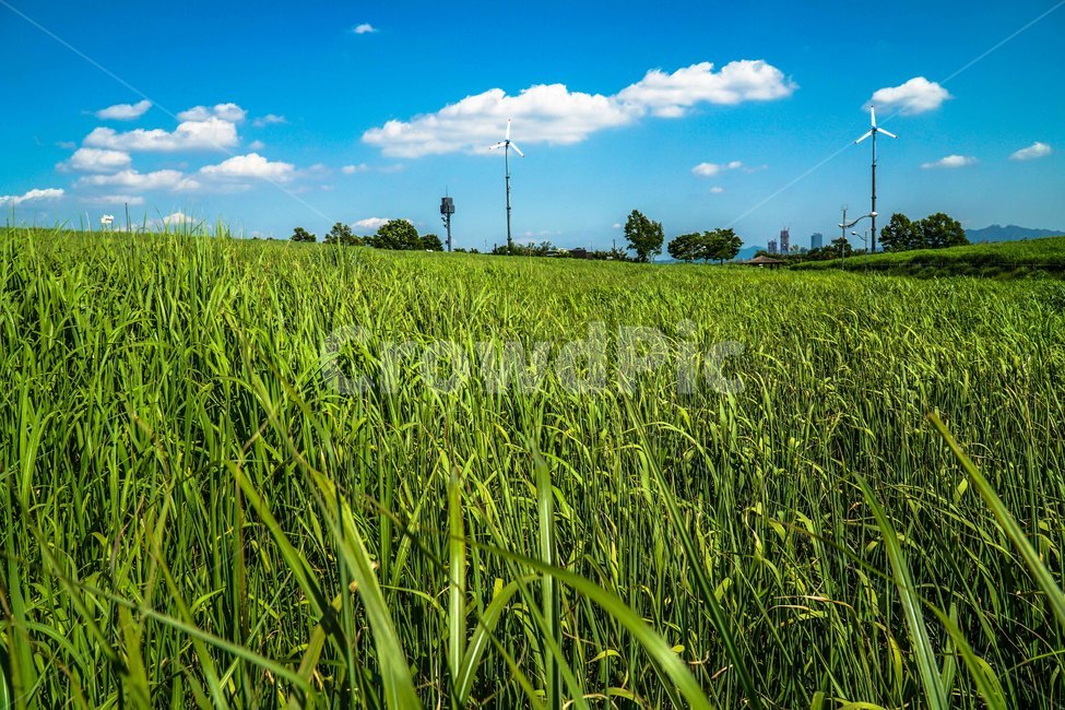 들,nature,하늘공원,억새,자연,풍경,경치,목초지,grassland,자연,풍경,nature,landscape,field,outdoors,옥외