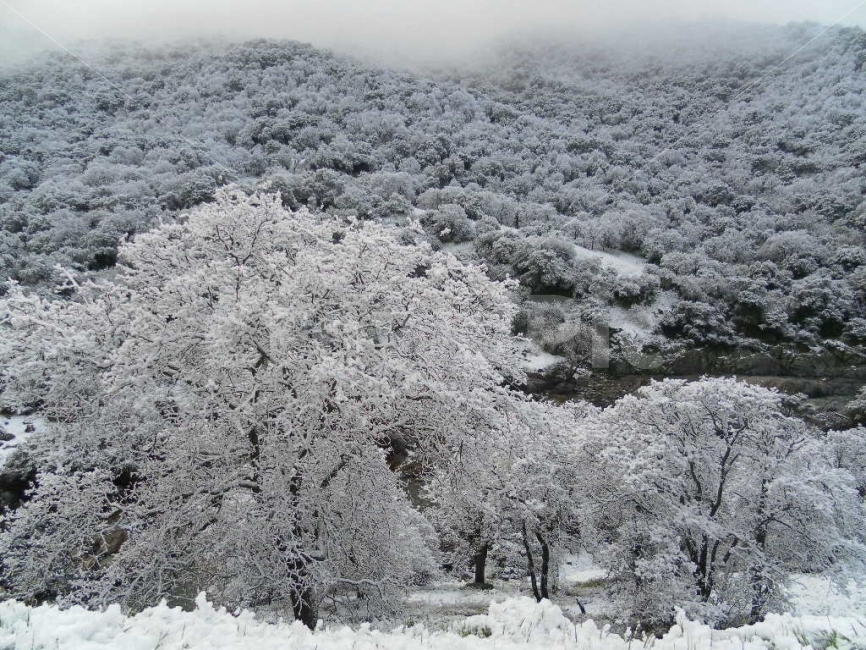 겨울,산,나무,눈,차가움,숲,자연,풍경,nature,landscape,겨울,계절,winter,season,outdoors,옥외,snow