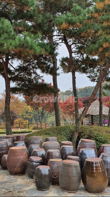 항아리,나무,식물,장독대,tree,시골,한국전통,한국문화,korean traditional,korean culture