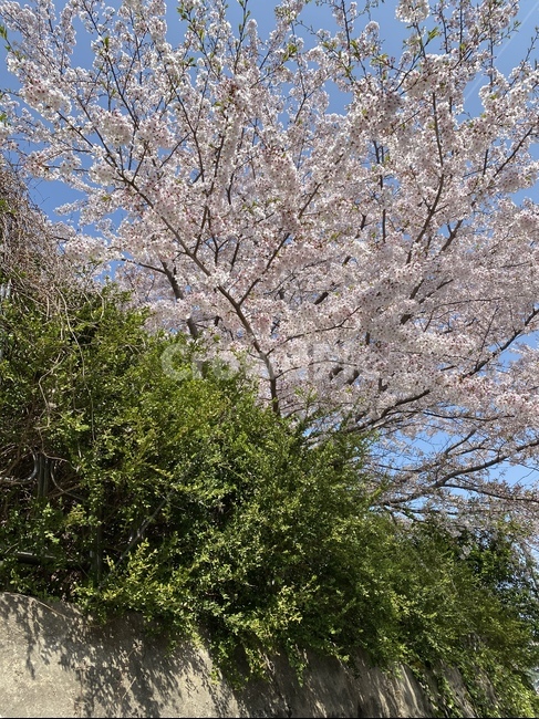 봄,벚꽃,꽃,3월,봄꽃,식물,나무,4월