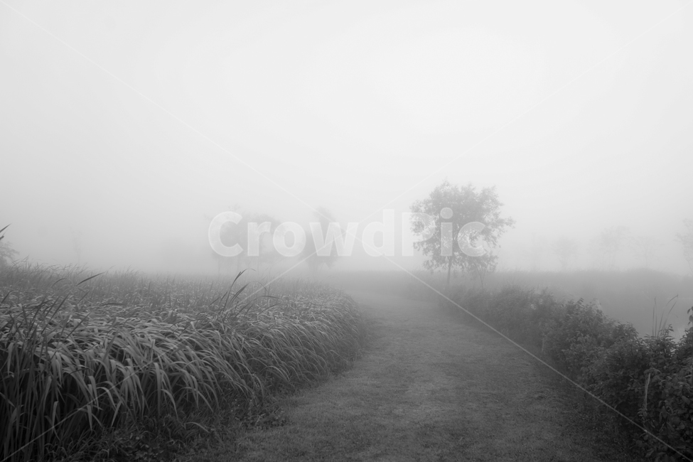 길,안개,나무,공원,아침,산책로,자연,풍경,nature,landscape,흑백,모노톤,monochrome,black and white,weather,날씨,outdoors,옥외
