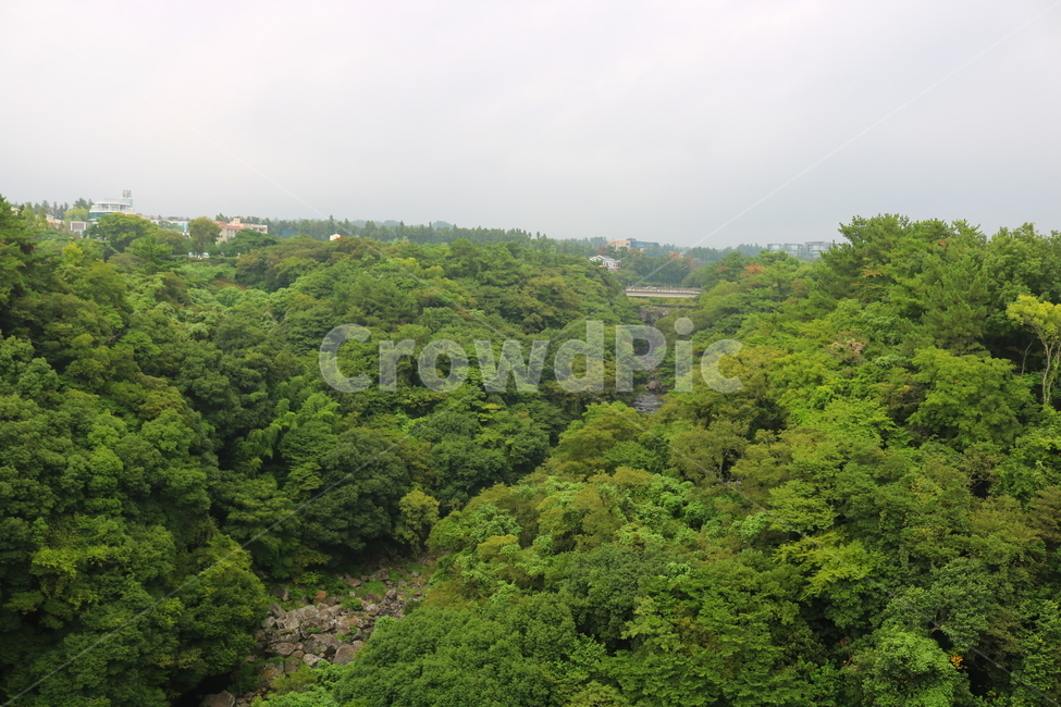 나무,계곡,자연,풍경,식물,자연,풍경,nature,landscape,vegetation,초목,plant,outdoors,옥외,rainforest,열대 우림,land,땅,tree