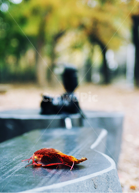 낙엽,가을,자연,카메라,camera,fall,nature