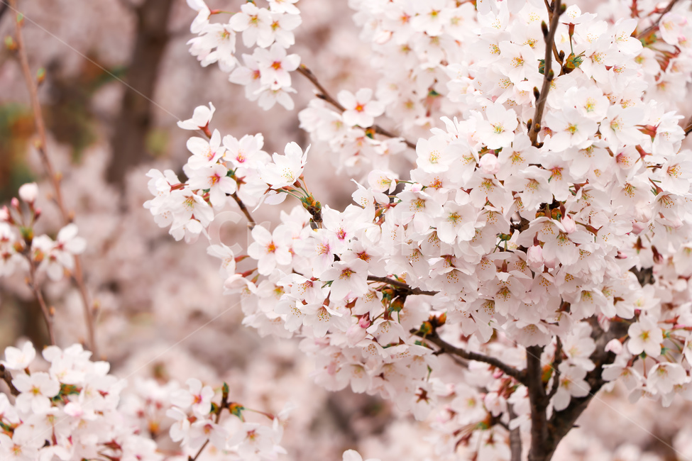 벚꽃,꽃,봄,식물,자연,식물,자연,plants,nature,꽃,flower