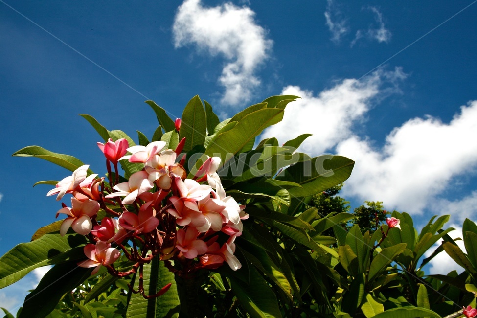 플루메리아,plumeria,식물,플루메리아루브라,괌꽃,식물,자연,plants,nature,꽃,flower