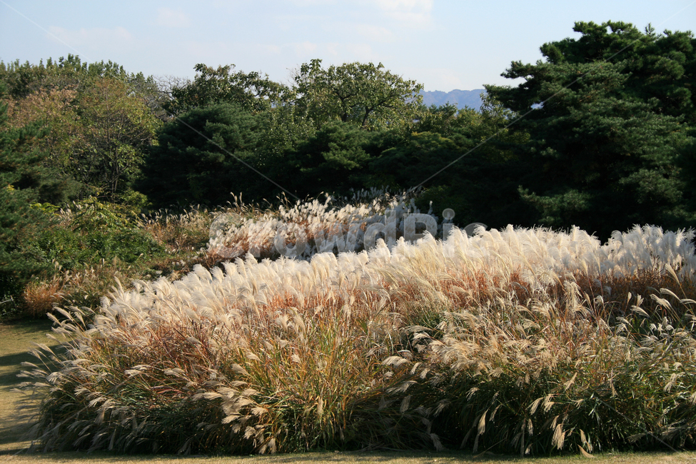 억새,억새꽃,바람,억새밭,가을,가을빛,감성,가을,계절,fall,autumn,season,자연,풍경,nature,landscape,plant,식물,grass,잔디,lawn,reed,갈대
