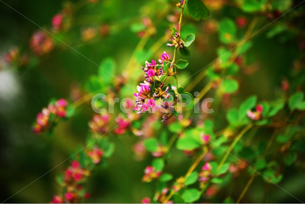 잡초,나무,꽃나무,여름꽃,식물,꽃,식물,자연,plants,nature,꽃,flower