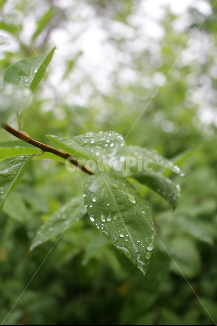 비,감성,들풀,잔디,자연,접사,식물,자연,plants,nature,휴식,힐링,rest,relaxation,healing,비,비오는날,rain,rainy