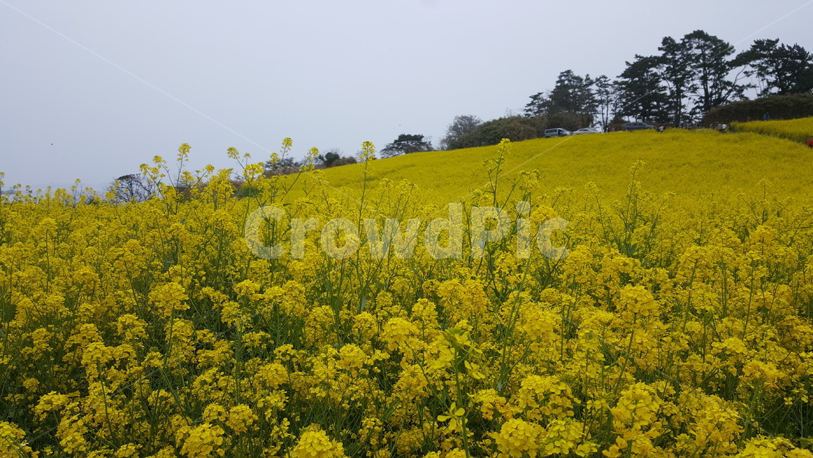 유채꽃,꽃,노랑,노란색,꽃밭,봄,계절,spring,season,자연,풍경,nature,landscape,grassland,목초지,field,들,outdoors,옥외