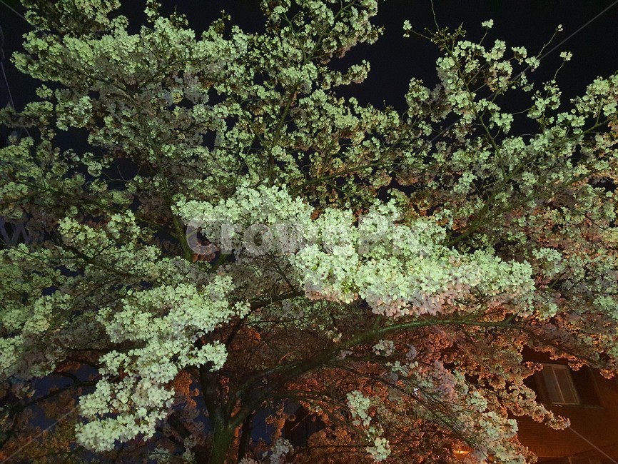 tree,나무,plant,식물,blossom,cherryblossom,벚꽃,꽃,야경,야화,봄꽃