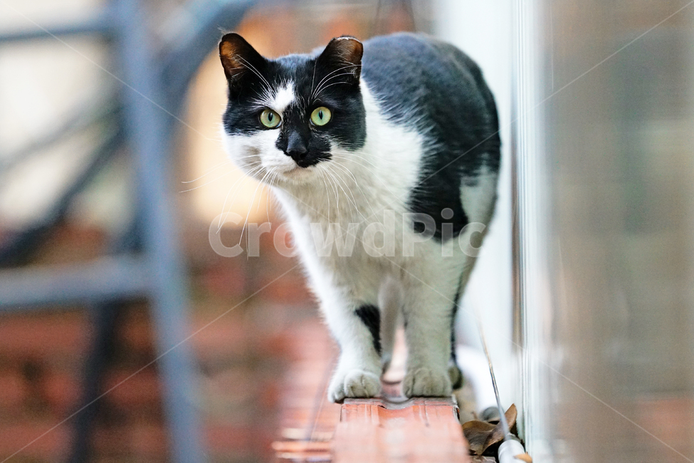 고양이,길고양이,길냥이,야옹이,냐옹이,냥냥이,반려묘,애완묘,반려동물,애완동물,야생동물,펫,캣,mammal,animal,pet,cat,동물,animal,포유류,mammal,고양이,cat,kitten,kitty