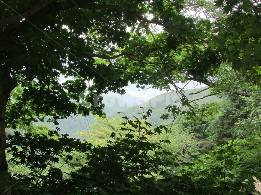 숲,나뭇잎,나무,산,초록,식물