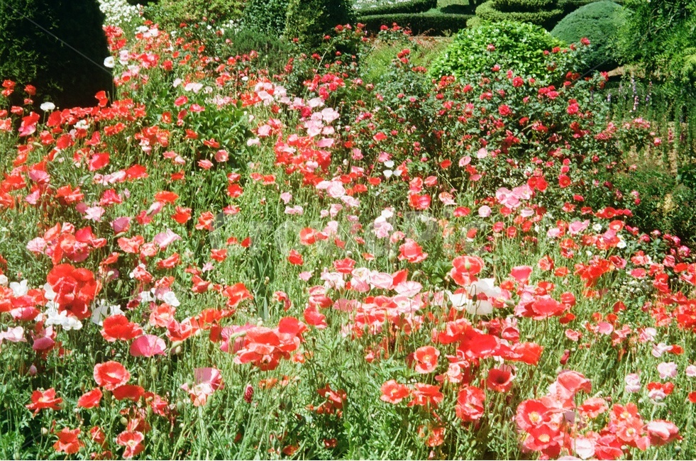 자연,식물,봄,꽃,계절,따뜻함,빨강,flower,spring,봄,계절,spring,season,식물,자연,plants,nature,꽃,flower,감성,sensible,feeling,plant,blossom