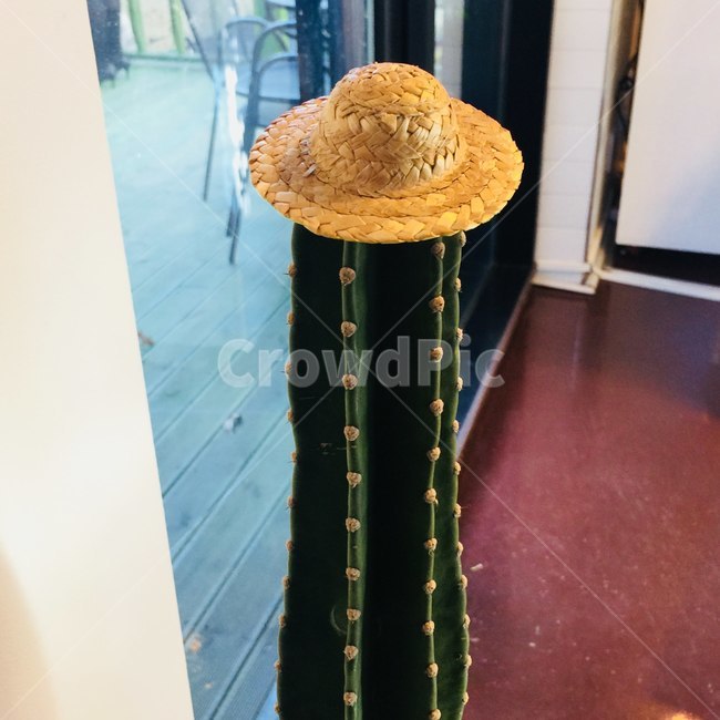 선인장,인테리어,홈인테리어,밀집모자,diy,실내용화초,화분,화초,house plant,인테리어,실내디자인,interior design