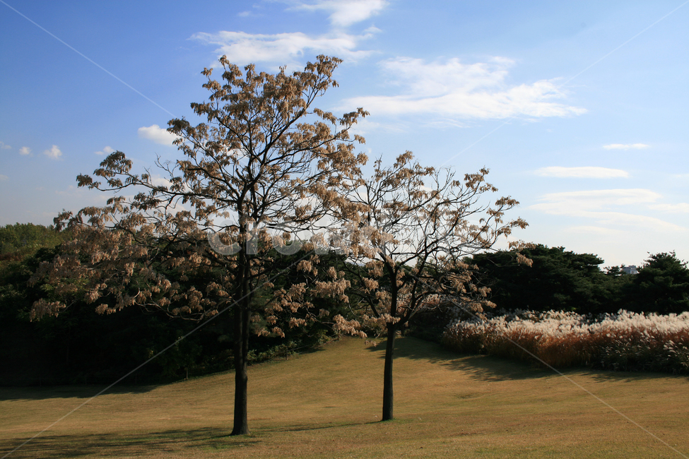 나무,가을,가을나무,가을빛,하늘,빛,가을,계절,fall,autumn,season,자연,풍경,nature,landscape,식물,plants,나무,trees,wood,plant,grass,잔디