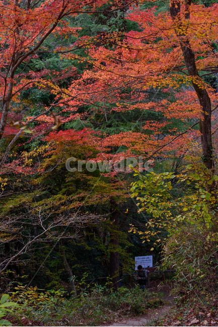단풍,가을,식물,붉은,자연,풍경,산,일본,이바라키,계절,fall,낙엽,season,가을,계절,fall,autumn,season,자연,풍경,nature,landscape,사람,인물,인간,human,person,남성,남자,man,male,tree,나무,plant