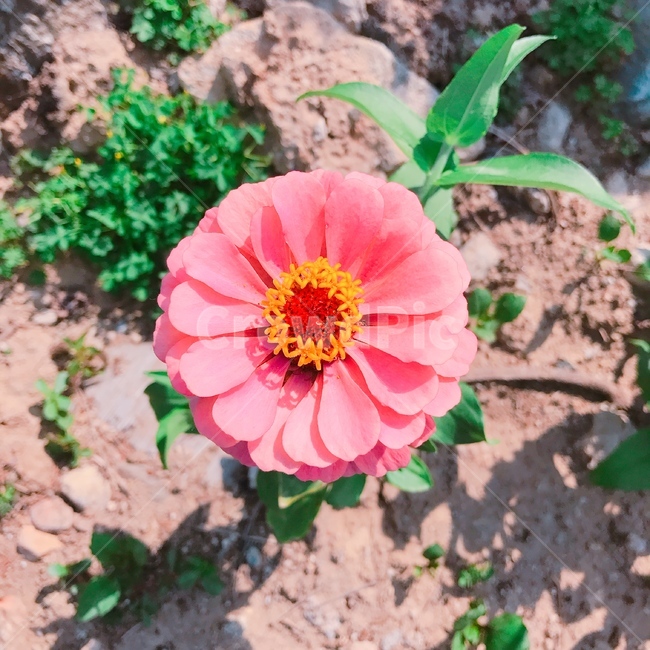 plant,식물,pollen,화분,꽃,자연,핑크,식물,자연,plants,nature,꽃,flower