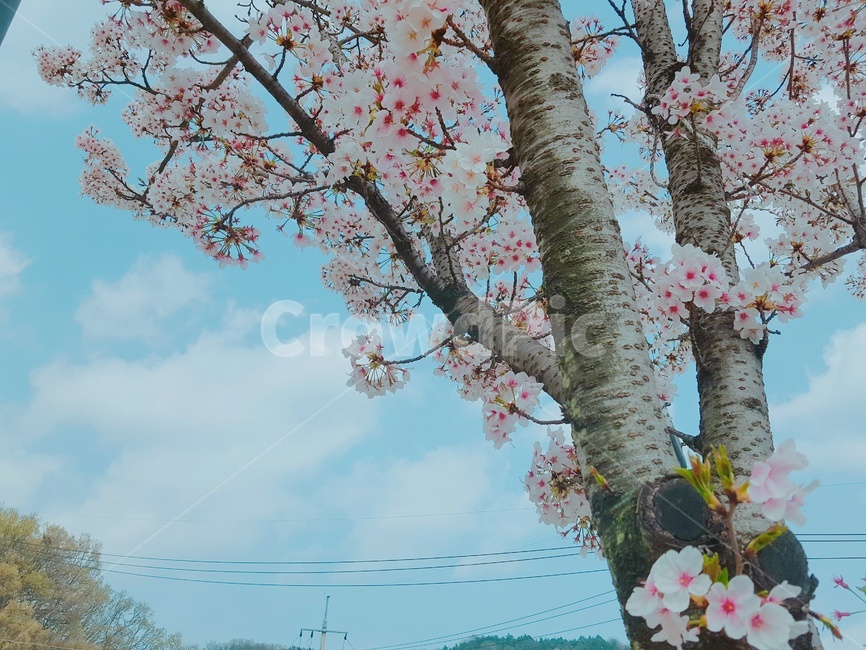 벚꽃,벚꽃나무,봄,계절,꽃송이,하늘,자연,구름,봄나무,분홍,분홍색