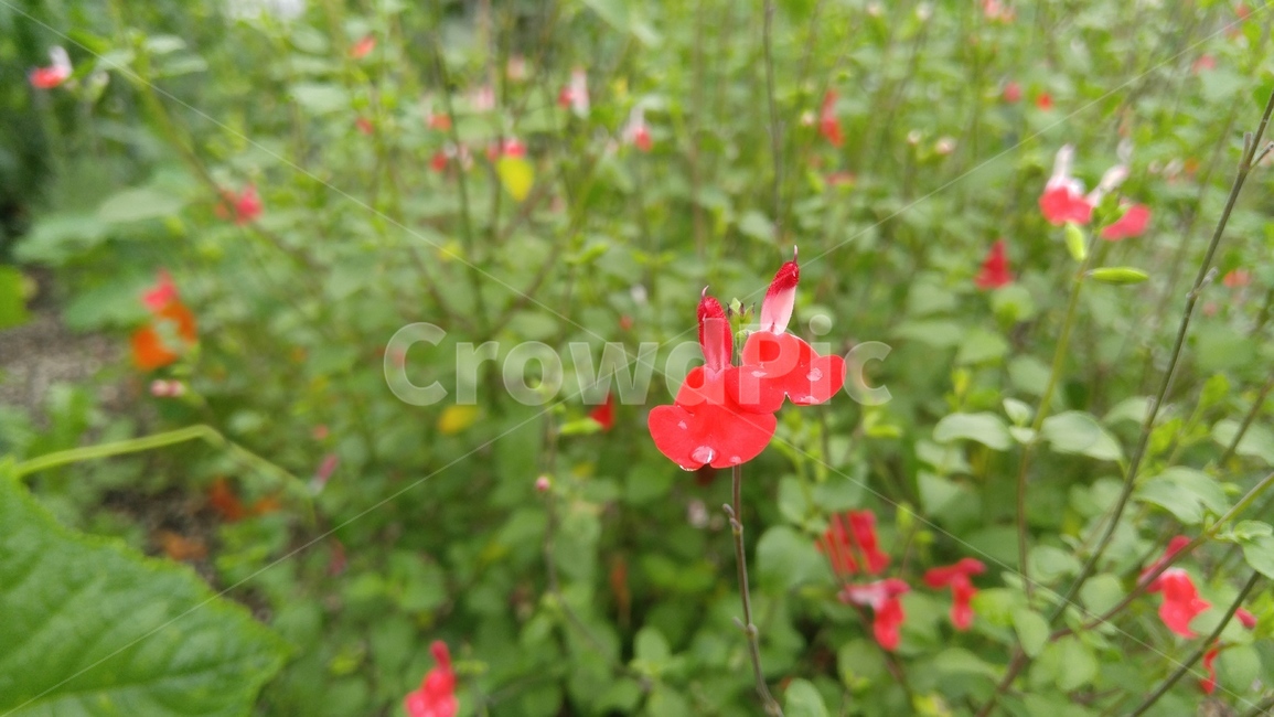 꽃,붉은꽃,식물,녹색,붉은색,배경,감성,계절,flower,redflower,plants,green,red,background,emotional,season