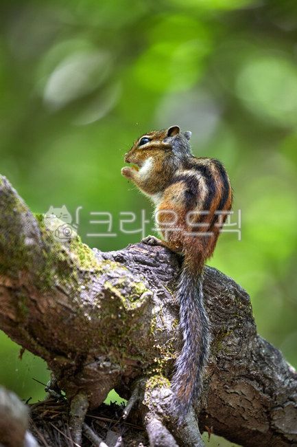 wildanimals,tree,treebrown,wild animals,brown,small animals,squirrel,mammals,spottedsquirrels,chipmunk,animal,wild beast,smallanimals,animals,brownmammals,wild,mammalia,squirrels