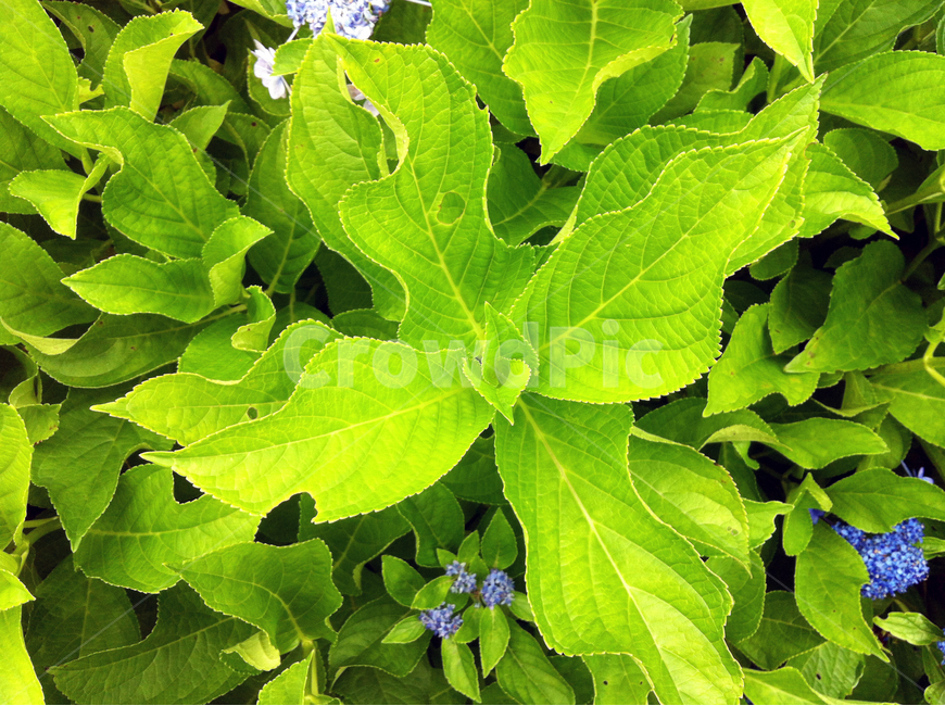 풀,나뭇잎,녹색,봄,정원,garden,grass,leaf,green,spring,식물,자연,plants,nature