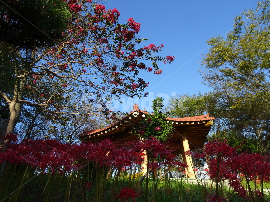 꽃,꽃무릇,상사화,산,봉대산,백일홍,빨강,분홍,자연,풍경,nature,landscape,arbour,정자,garden,정원,outdoors,옥외,porch,현관