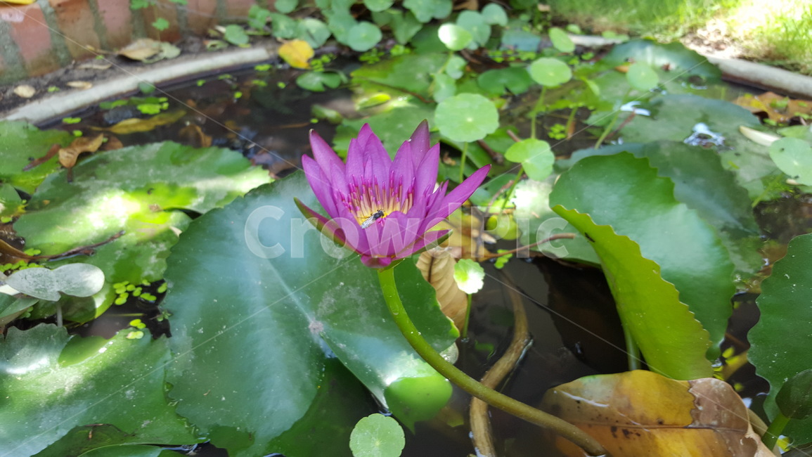 연꽃,lotus,vietnam,purple,flower,식물,자연,plants,nature