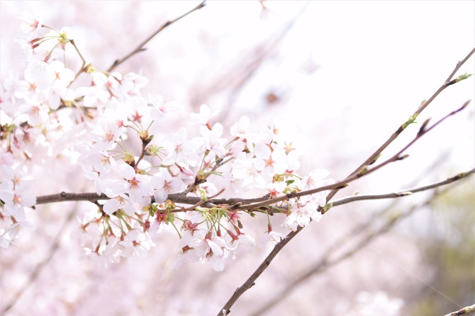 벚꽃,꽃,자연,나무,봄,꽃봉우리,핑크,하늘,분홍,가지,봄,계절,spring,season,식물,자연,plants,nature,꽃,flower,plant,blossom