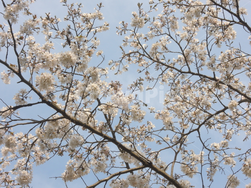 봄,벚꽃,나뭇가지,하늘,계절,꽃잎,자연,spring,cherryblossom,sky,season,flower,branch,tree