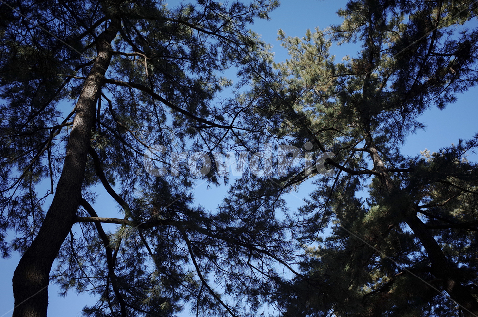tree,나무,plant,식물,treetrunk,나무줄기,나뭇가지,하늘,sky,blue,파란하늘,푸른하늘,파란,푸른,전나무,소나무