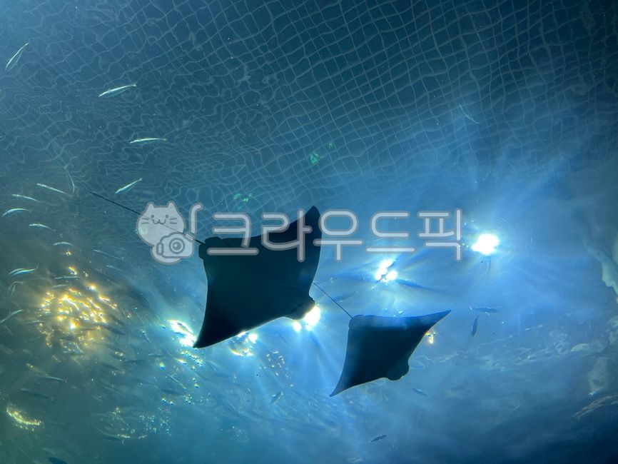 수족관,가오리,아쿠아리움,해양생물,mantaray,쥐가오리,animal,동물,fish,생선,sealife,헤엄