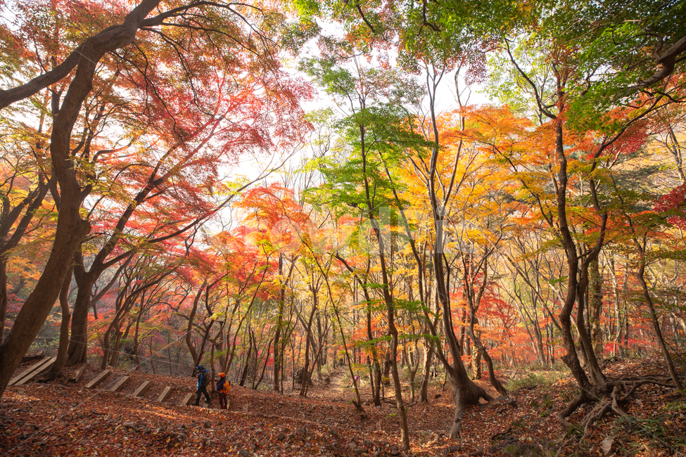 백양사,절,단풍,빛,가을,가을,계절,fall,autumn,season,tree,나무,plant,식물,maple