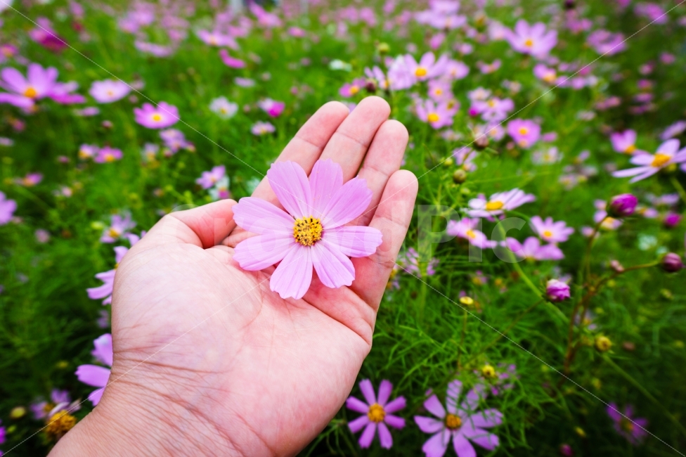 가을,코스모스,꽃,야생화,cosmos,식물,자연,plants,nature,꽃,flower,사람,인물,인간,human,person,색깔,색상,색채,색감,color sense,color sensitivity,feeling of color,연출,컨셉,콘셉,direction,concept