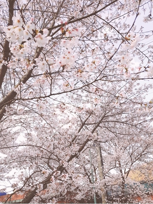 하동벚꽃길,벚꽃,봄꽃,벚꽃길,벚꽃나무,봄꽃나무