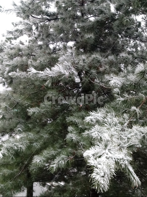 눈,설경,나무,나무가지,snow,하얀눈,자연,옥외,nature,winter,겨울,잣나무,겨울,계절,winter,season